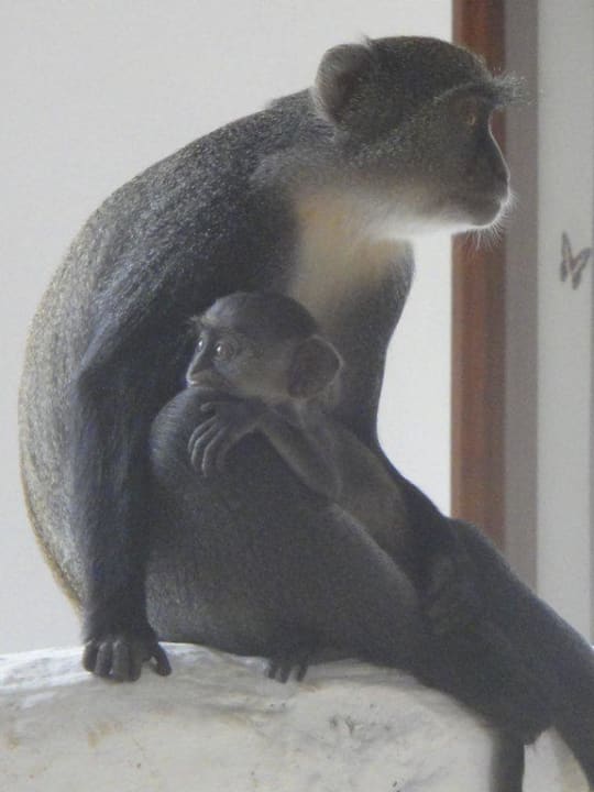 Affen auf dem Balkon Hotel Papillon Lagoon Reef