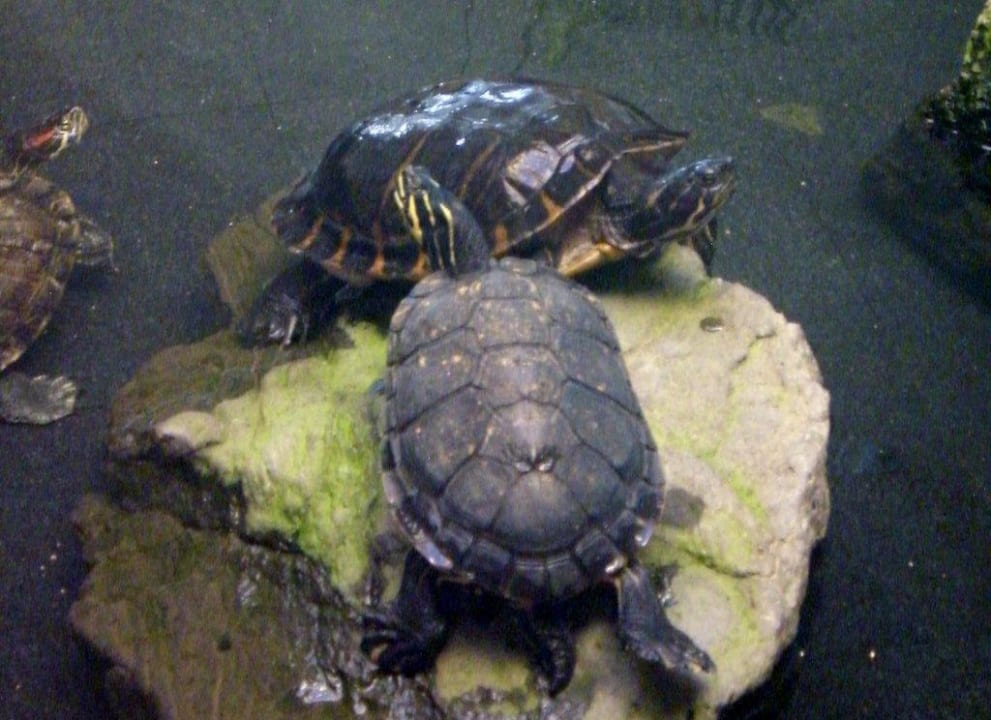 Schildkröten Corallium Dunamar by Lopesan Hotels