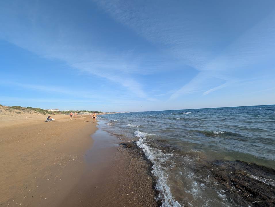 Strand Seashell Vega