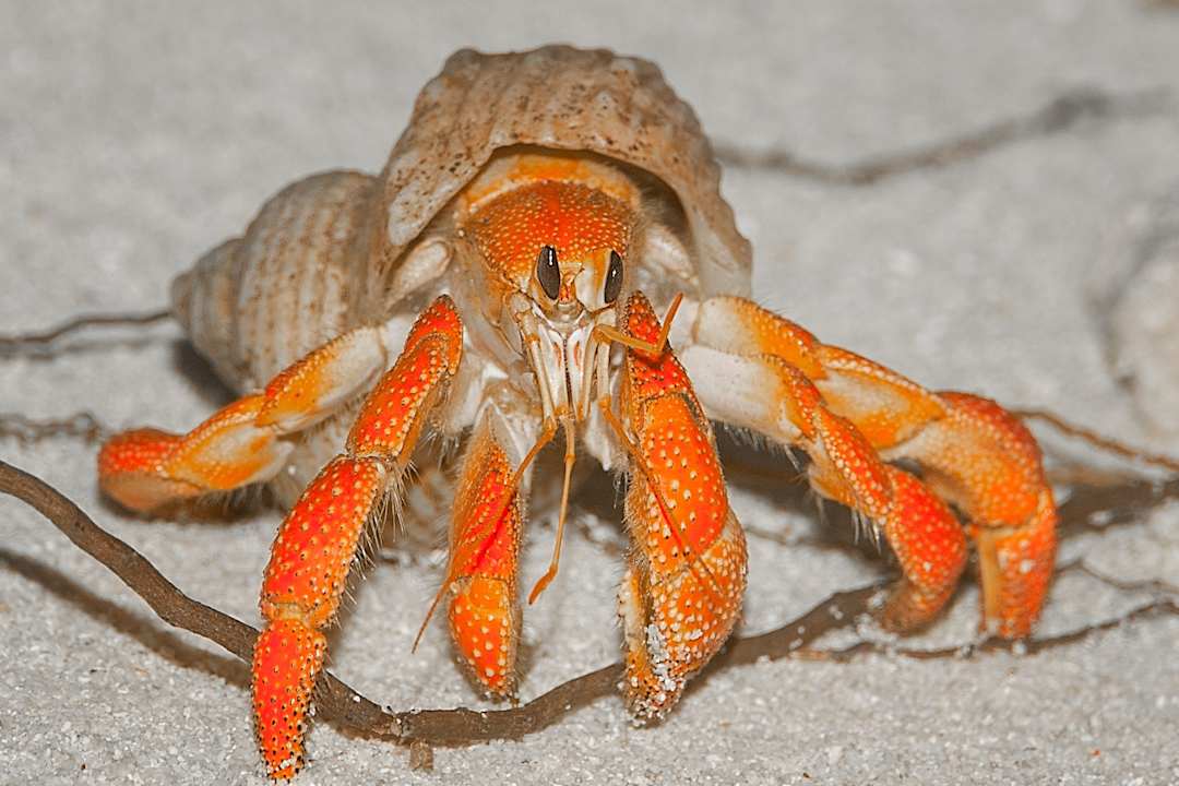 Sonstiges Kuredu Island Resort & Spa