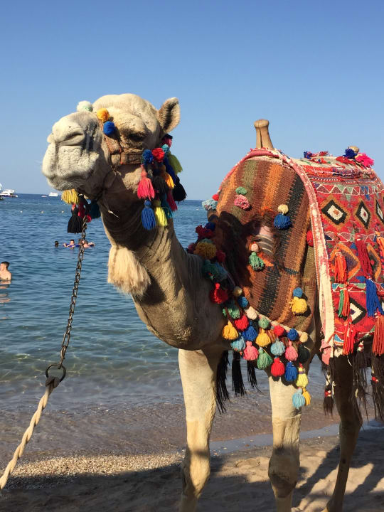 Sport & Freizeit Jaz Makadi Saraya Resort