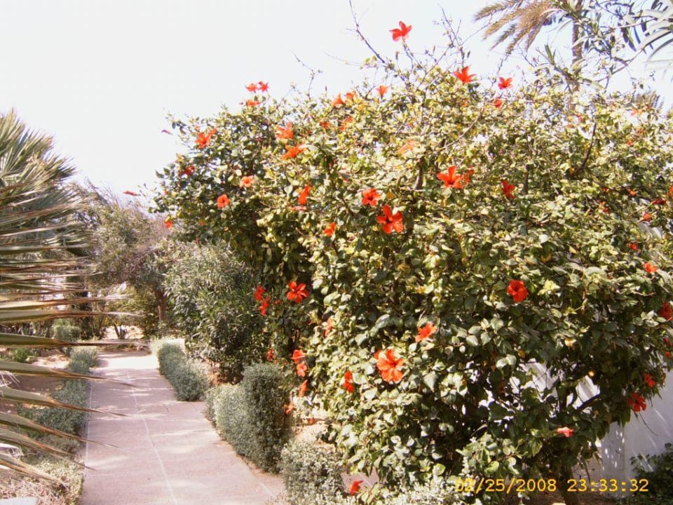 Teil der tollen Gartenanlage Hotel Sangho Club Zarzis