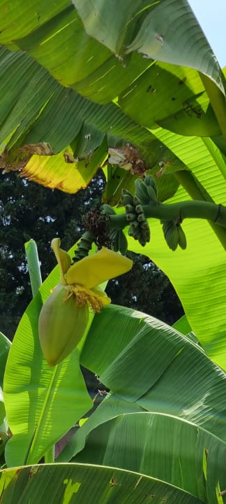 Gartenanlage Iberostar Waves Bellevue