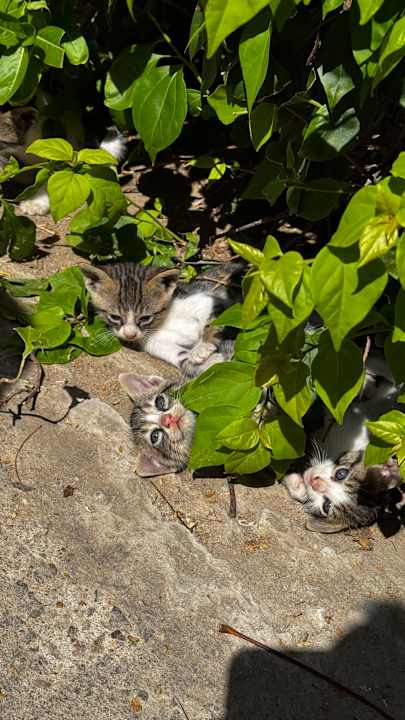 Sonstiges Stella Beach Resort & Spa Makadi Bay