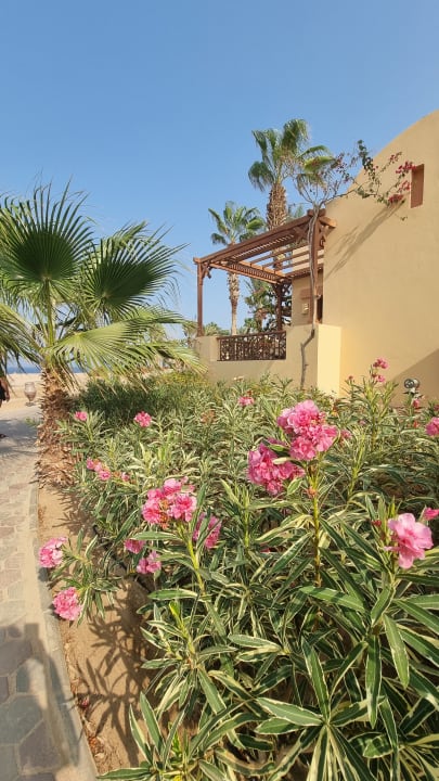 Gartenanlage Steigenberger Coraya Beach - Adults only