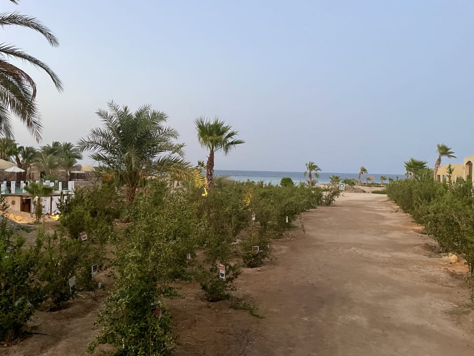 Gartenanlage Three Corners Fayrouz Plaza Beach Resort