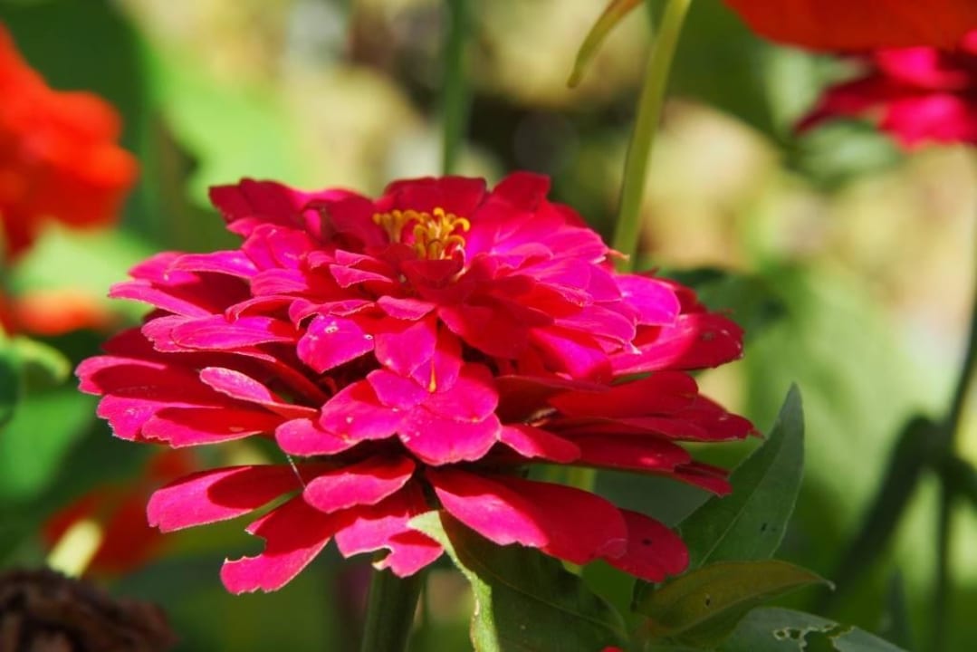 Garten Gästehaus Büchele