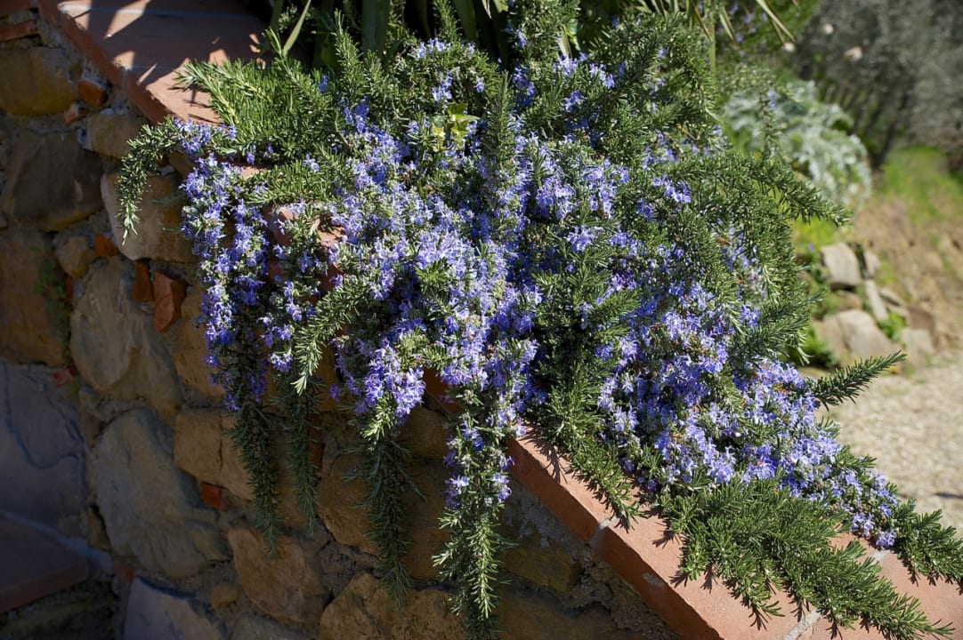 Gartenanlage Ventena Vecchia antico frantoio