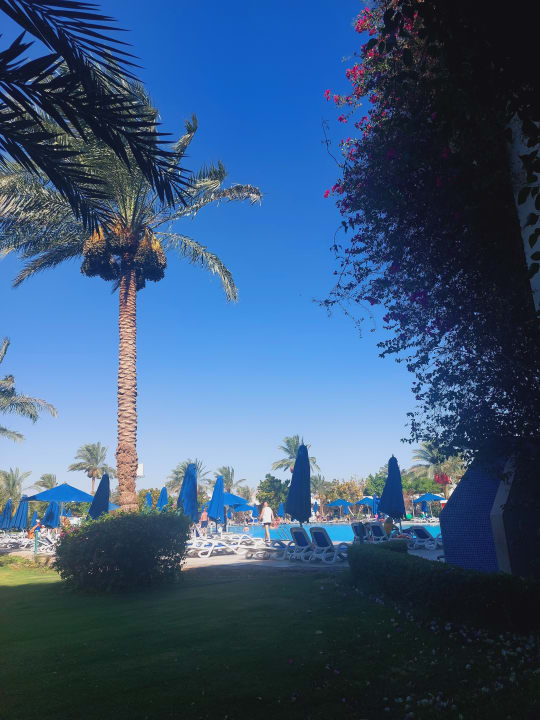 Gartenanlage Desert Rose