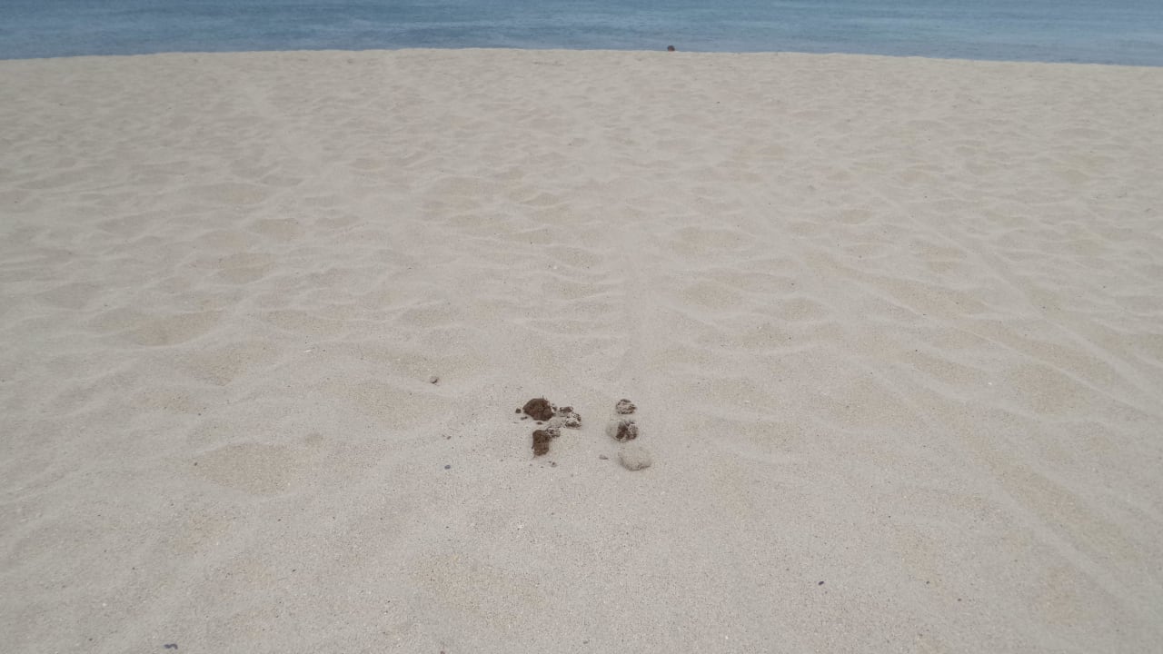 Pferde-Mist Meliá Dunas Beach Resort & Spa