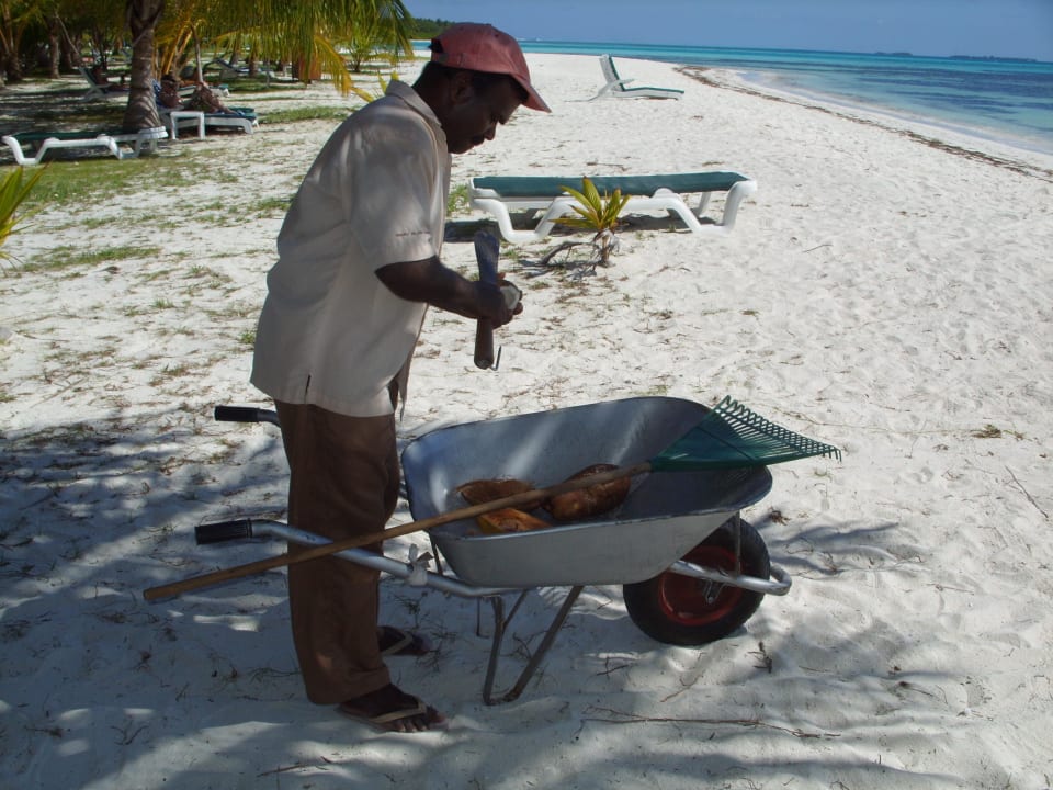 Eine Kokusnuss gefällig? Meeru Maldives Resort Island
