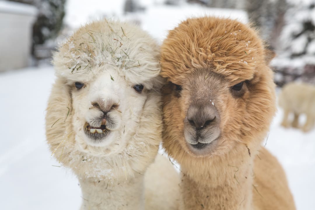 Sport & Freizeit Appart- und Wellnesshotel Charlotte