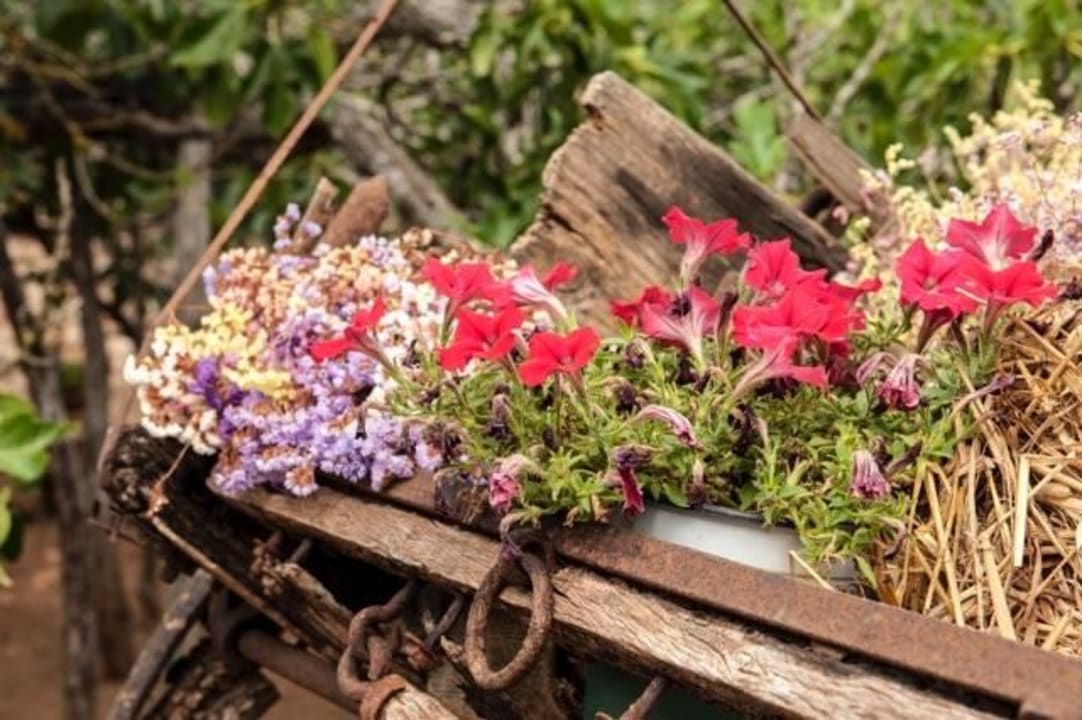 Garden Finca Son Mercadal