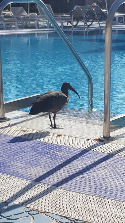Pool MUR Hotel Faro Jandia & Spa Fuerteventura