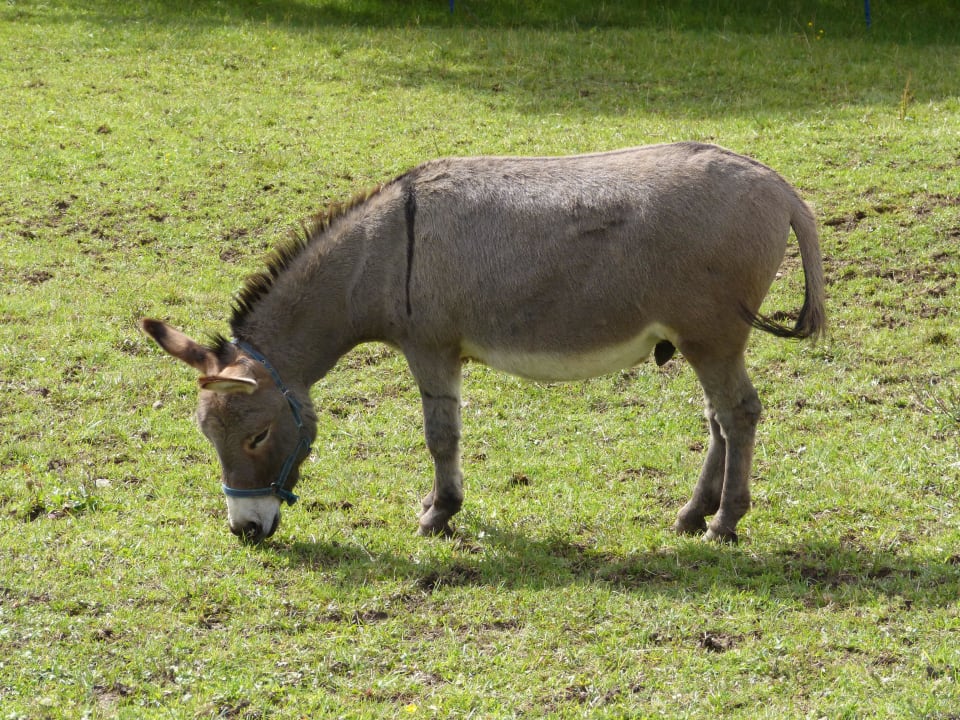 Esel Oberjoch - Familux Resort
