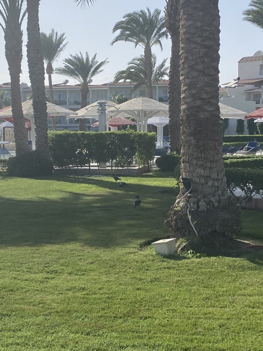 Gartenanlage Amarina Abu Soma Resort & Aquapark