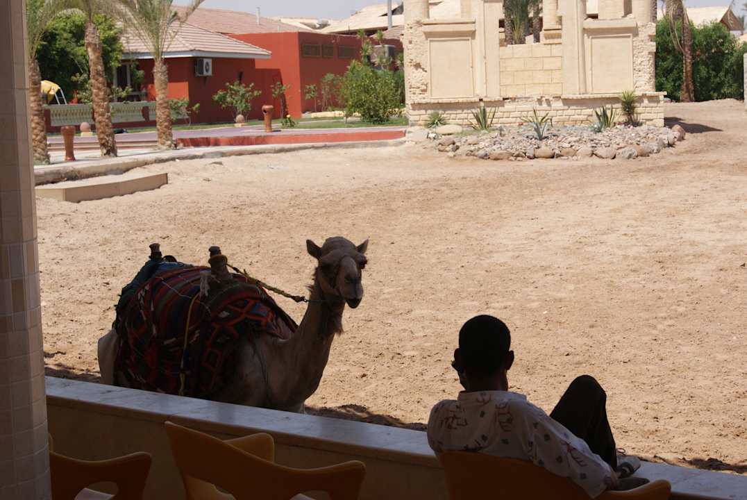 Wielbłąd Pickalbatros Alf Leila Wa Leila Resort - Neverland Hurghada