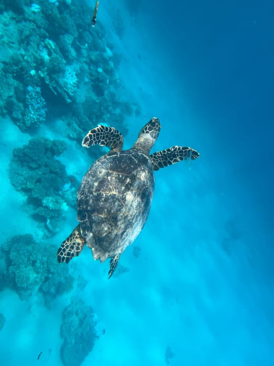 Strand Steigenberger Resort Alaya Marsa Alam - Red Sea - Adults only