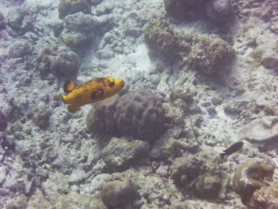 Sport & Freizeit Kuramathi Maldives