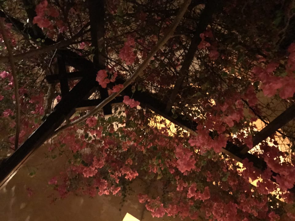 Gartenanlage Steigenberger Coraya Beach - Adults only