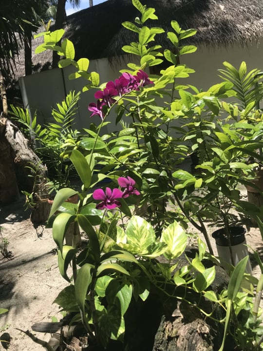 Gartenanlage Thulhagiri Island Resort