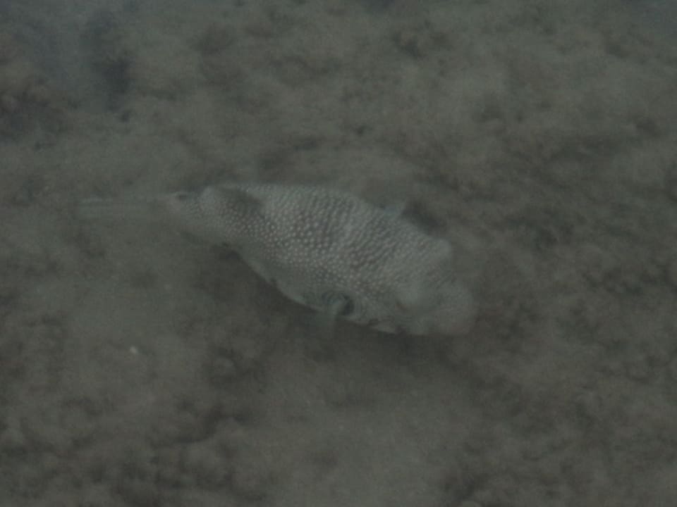 Рыбка Stella Garden Resort & Spa, Makadi Bay