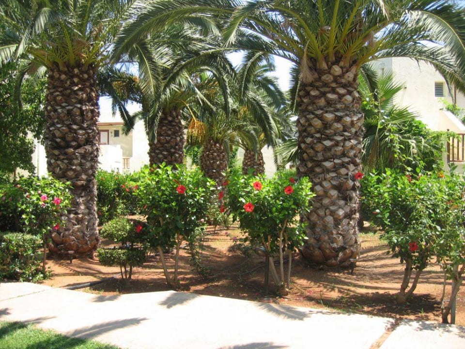 Parkanlage Phãea Cretan Malia