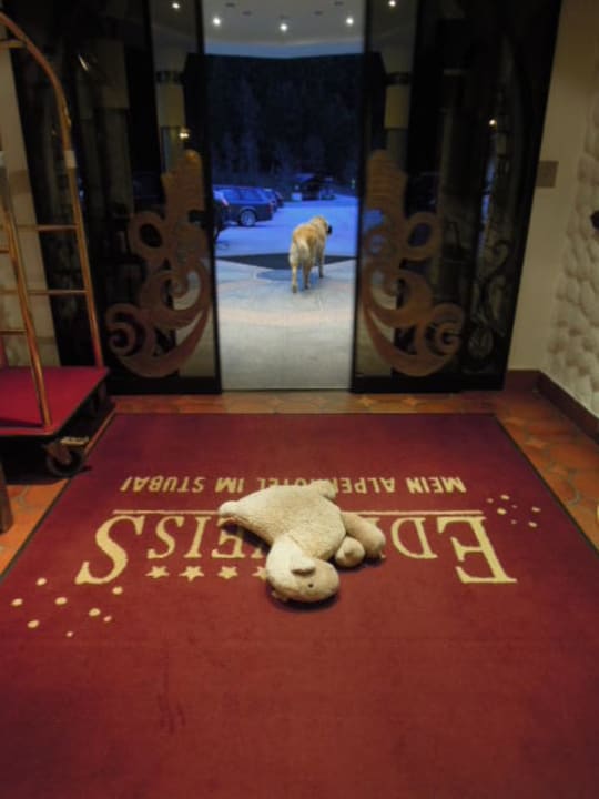 Hotelhund verlässt das Hotel, ohne sein Plüschtier Vitalhotel Edelweiss