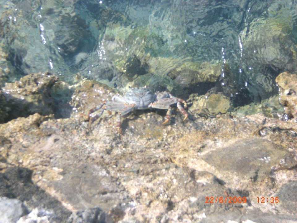 Massenweise Krebse Summer Island Maldives