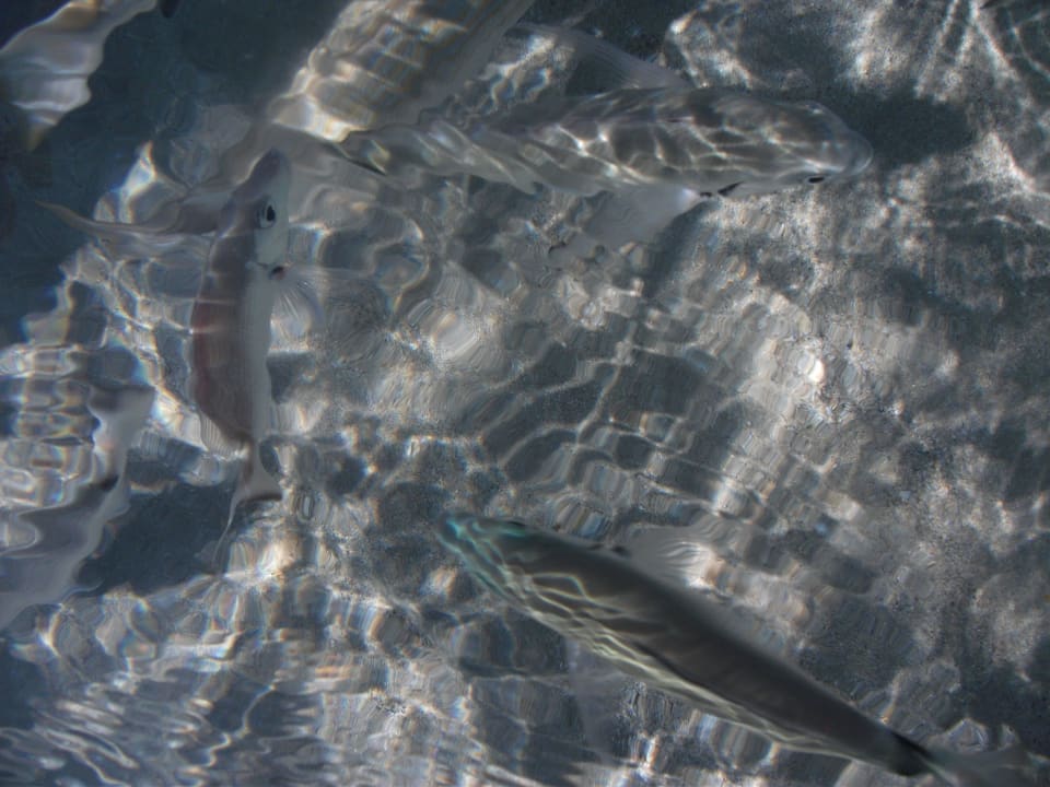 Super klares Wasser Pension Maria Eugenia