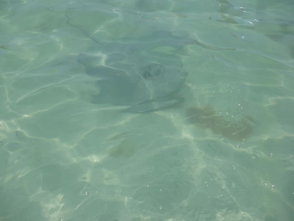 Rochen Hotel Riu Palace Tropical Bay