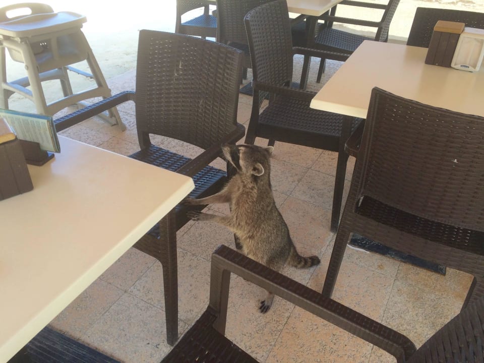 Tierische Besucher im Strandrestaurant Grand Palladium Select White Sand Resort & Spa