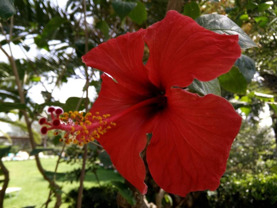 Hibiskus Apollonia Beach Resort & Spa