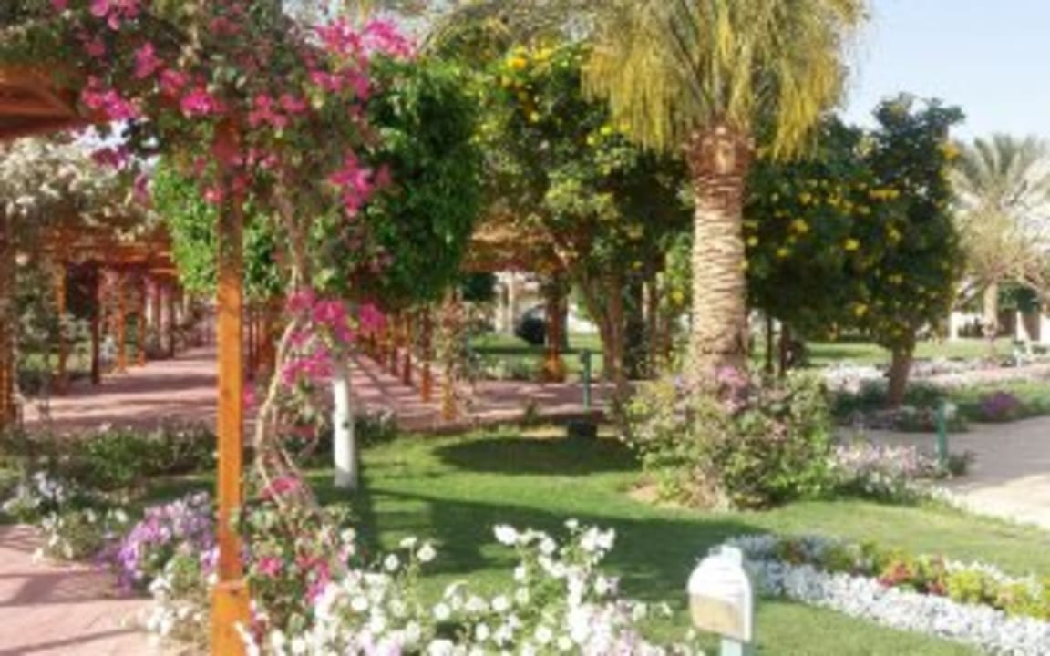 Gartenanlage Desert Rose