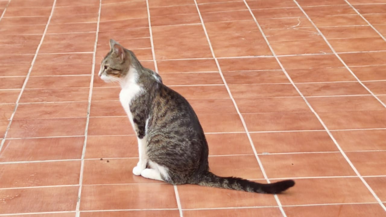 Sonstiges Club Hotel Drago Park