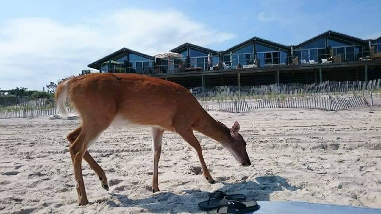 Fire Island Strand The Hotel by ShareGurl