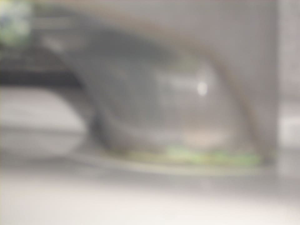 Grünspann am Wasserhahn Pearl Beach