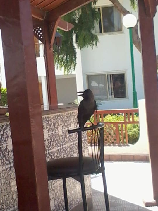 Krähe an der Poolbar Menaville Safaga