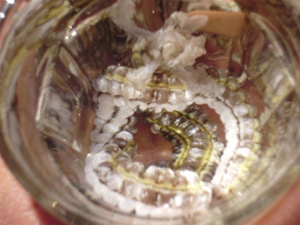 Изучали морскую живность - молюск Moreno Horizon Spa & Resort