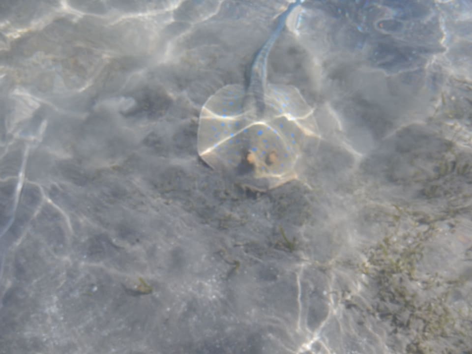 Rochen im flachen Wasser Cleopatra Luxury Resort Makadi Bay