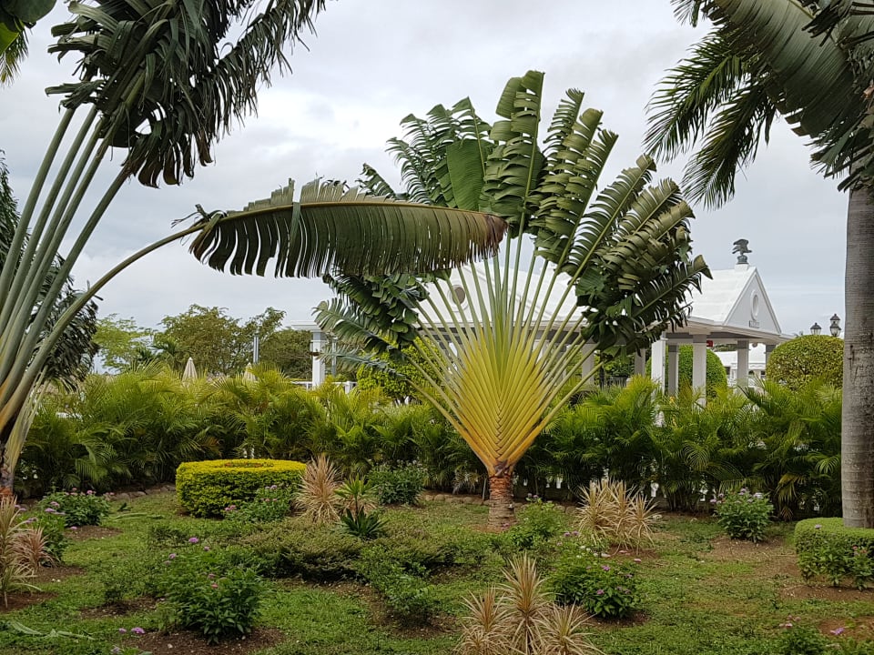 Gartenanlage Hotel Riu Negril