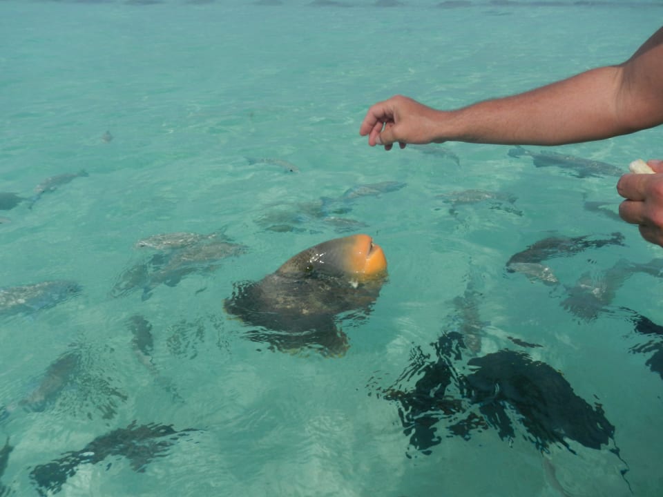 Drückerfisch am Strand Summer Island Maldives