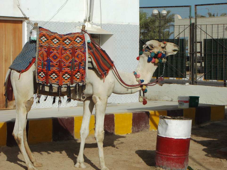 Mozes das Strand Kamel Pickalbatros Alf Leila Wa Leila Resort - Neverland Hurghada