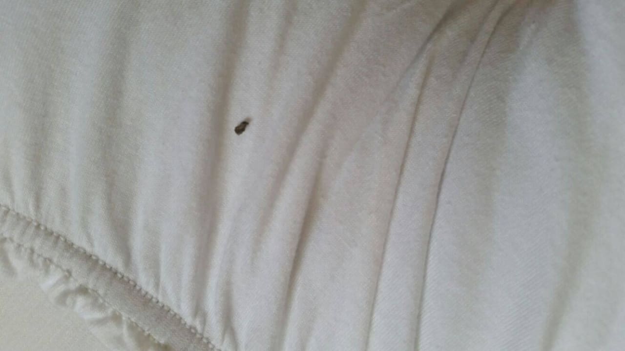 "Mitbewohner"  Hotel Amadeus ROYAL Berlin