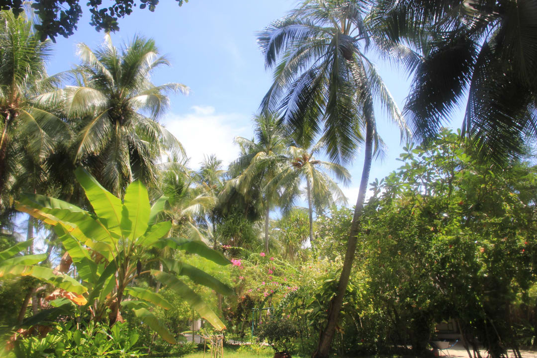 Palmen überall Kuramathi Maldives