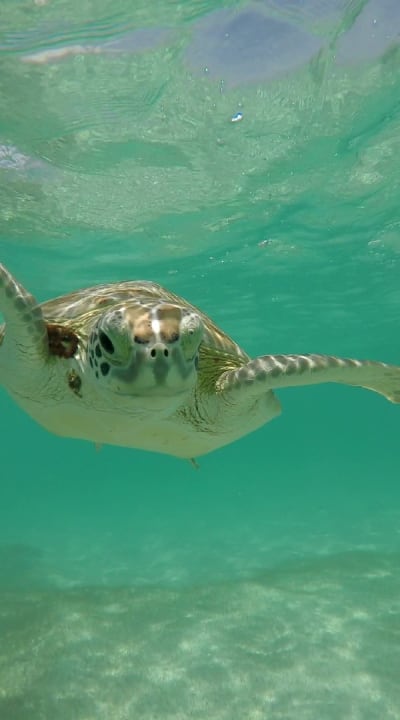 Sport & Freizeit Akumal Bay Beach & Wellness Resort