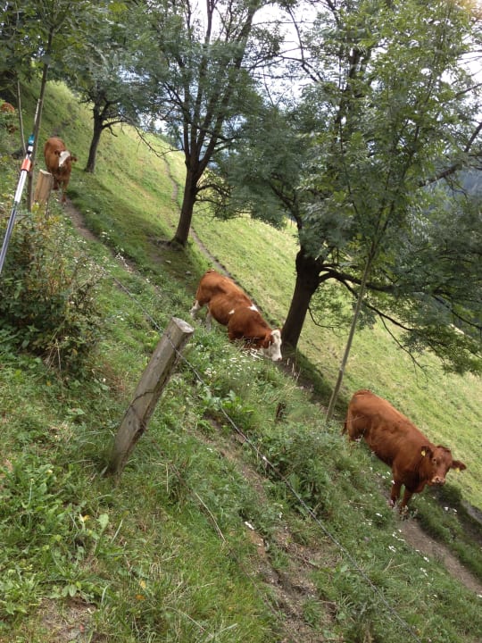 Bienenalm LUXGUT - OLIVIA