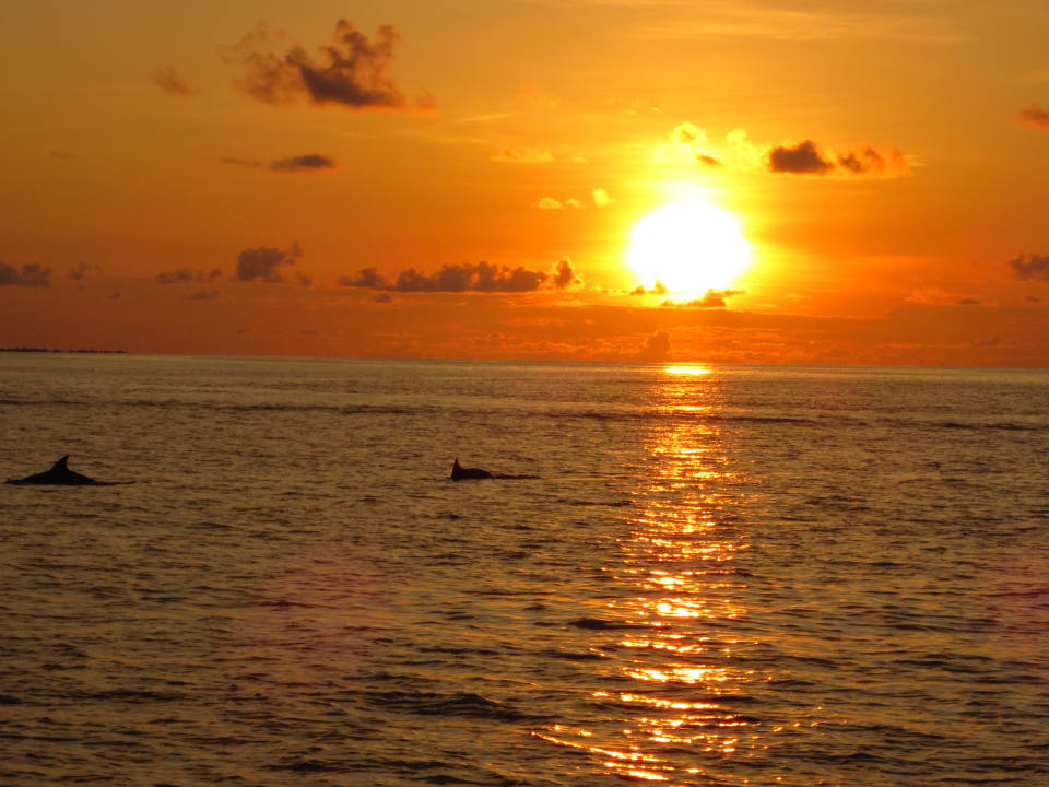 Sunset Cruise Kuramathi Maldives