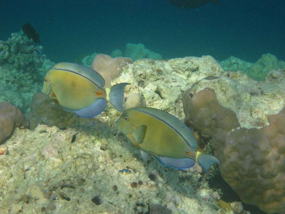 Unterwasserwelt am Hausriff Reethi Beach Resort
