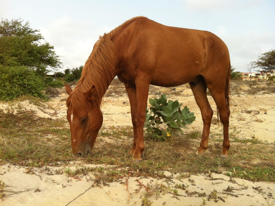 Pferde am Strand Occidental Boa Vista Beach